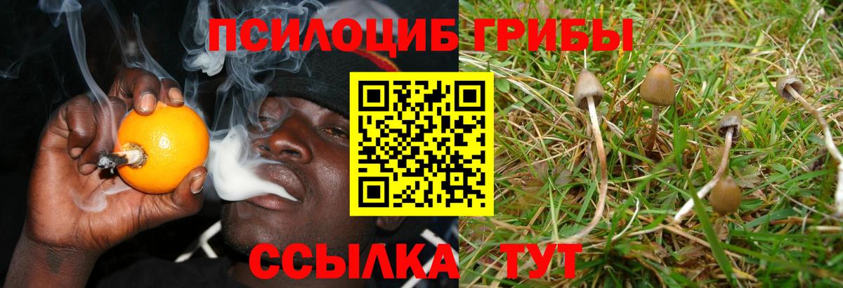 Галлюциногенные грибы Cubensis  Галлюциногенные грибы Psilocybine cubensis  Приморско-Ахтарск 